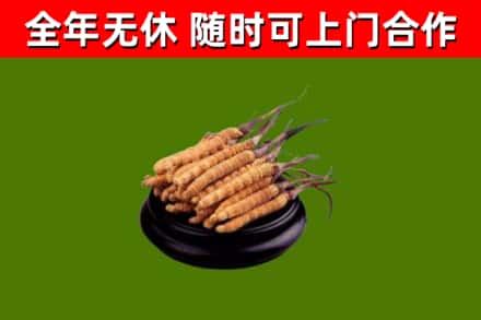 阳城县烟酒回收冬虫夏草.jpg